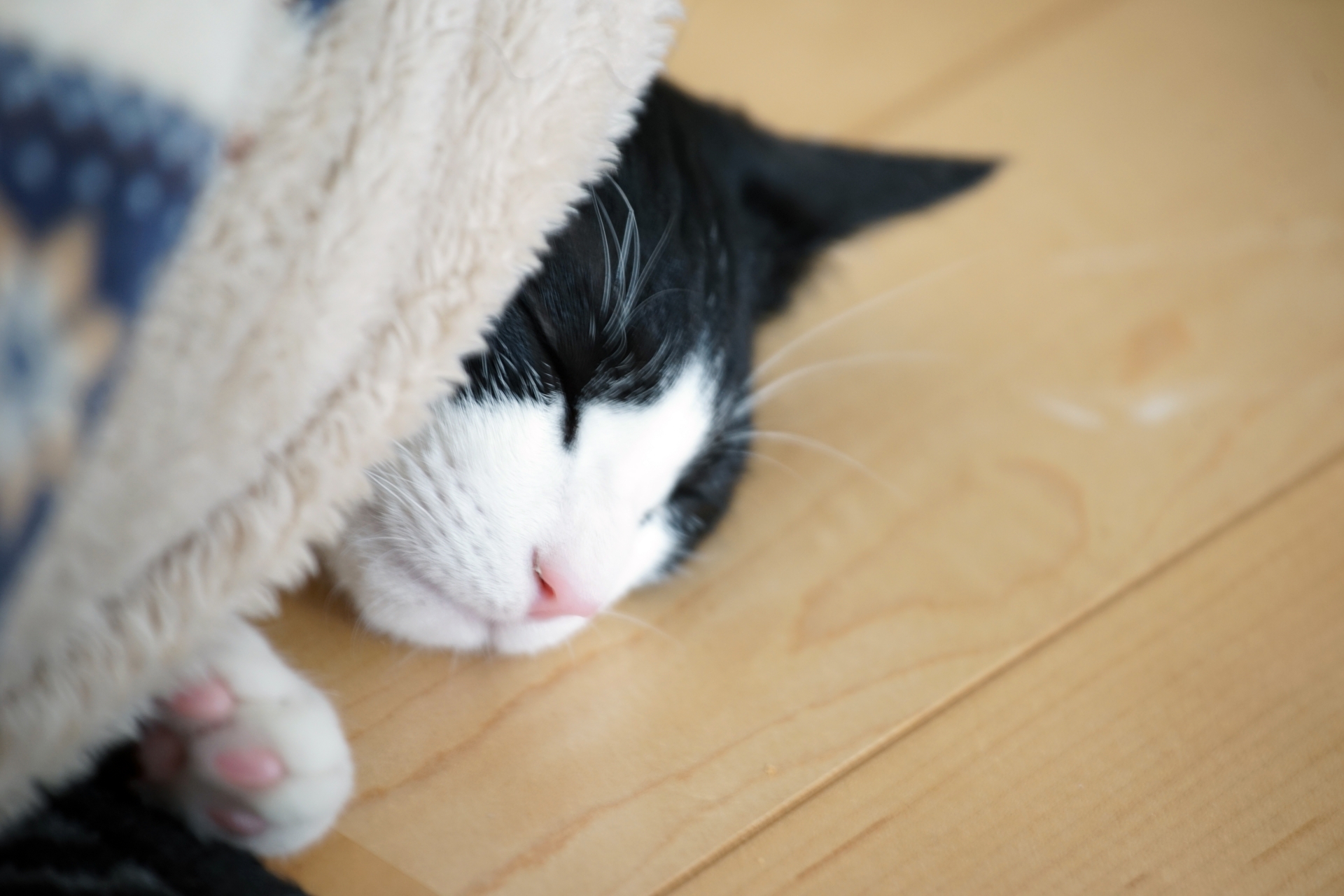 リビングでくつろぐ柴犬