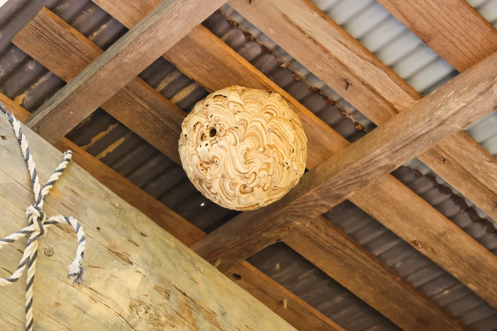 建物軒下にできたスズメバチの巣と害虫駆除対象箇所