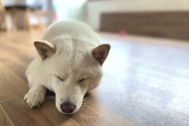 フロアコーティング後の床で安心して眠る白い犬｜ペット対応の床コーティング
